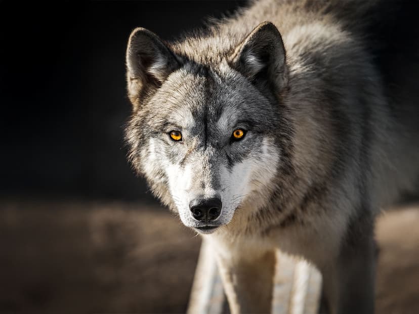 Wildlife & Animal Welfare